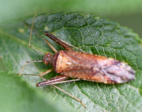 Phytocoris sp.